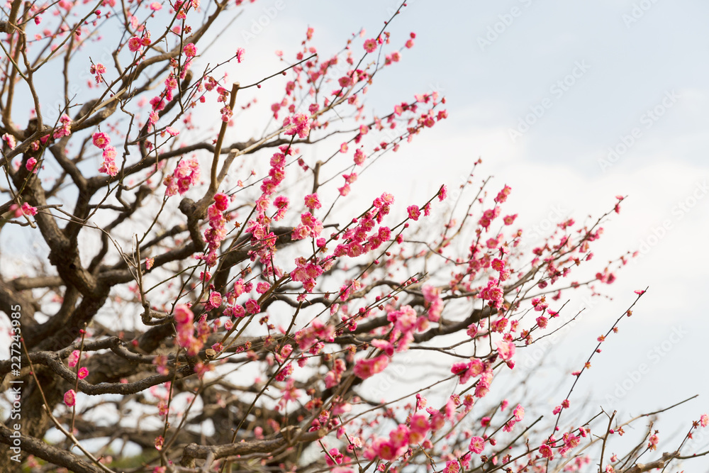 nature, botany, gardening and flora concept - close up of beautiful sakura tree blossoms nature, botany, gardening and flora concept - close up of beautiful sakura tree blossoms