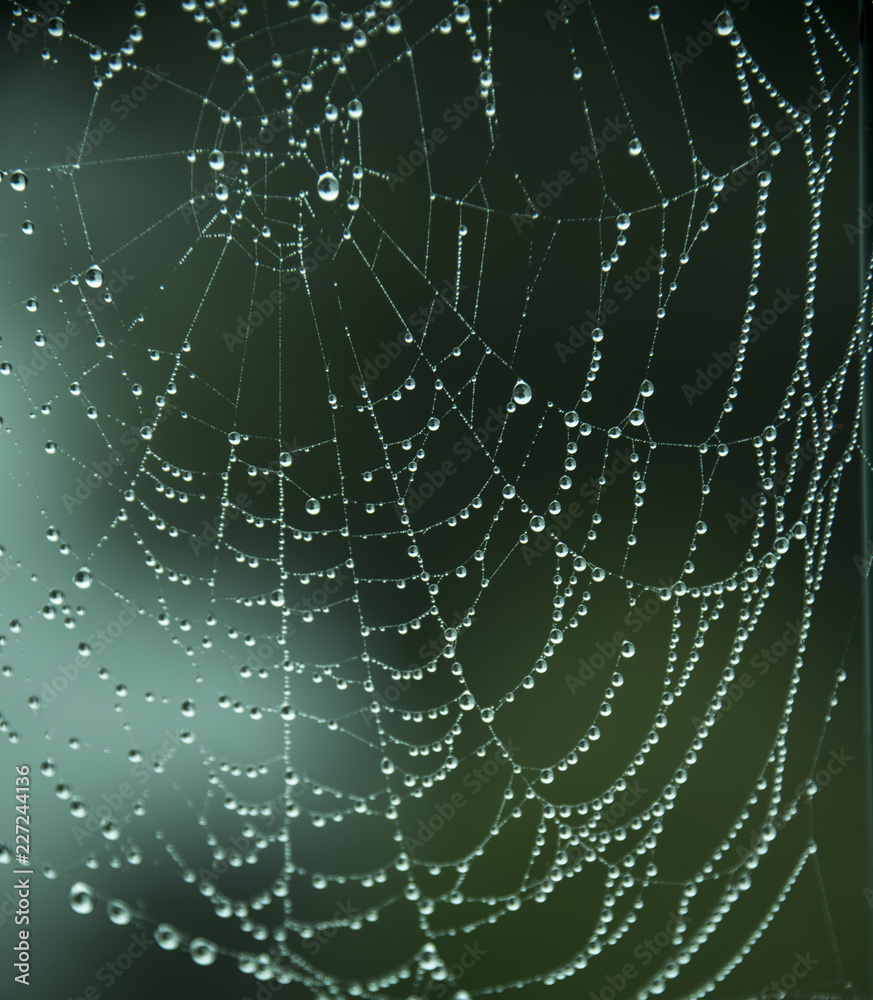 water droplets on spiders web water droplets on spiders web