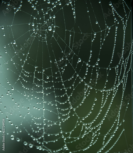 water droplets on spiders web