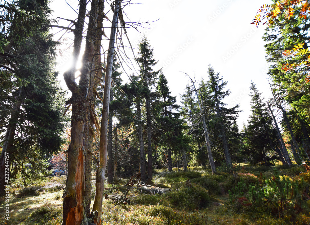 Fototapeta premium Sun in forest