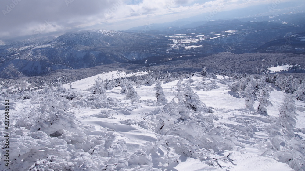 Fototapeta premium 八甲田山の樹氷