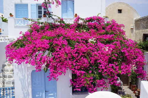 Beautiful and colorful bougainvillea flowers. Traditional village Oia in Santorini Island, Greece.
