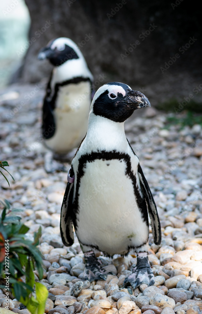 Fototapeta premium Penguin colony next to water