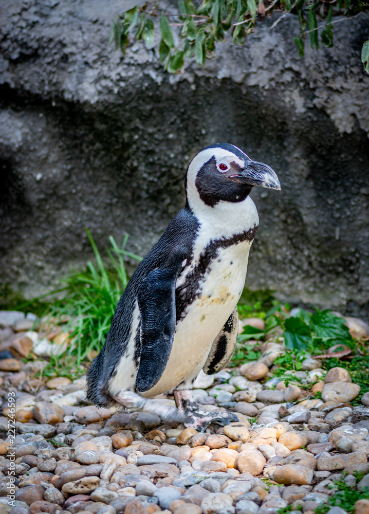 Fototapeta premium Penguin colony next to water
