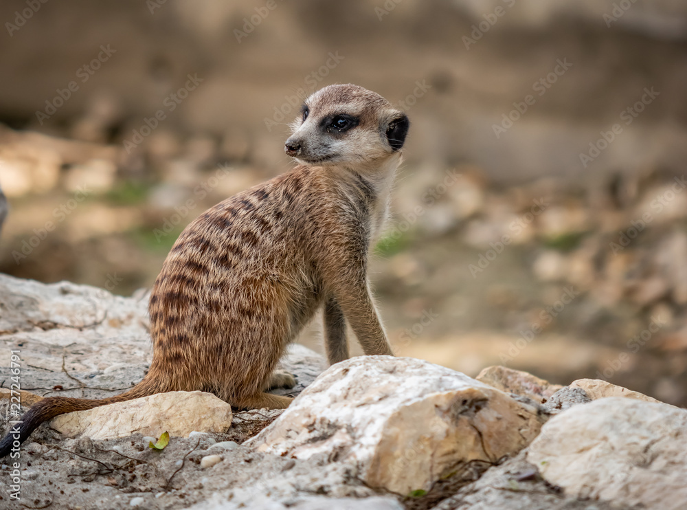 Fototapeta premium Meerkat on the rock