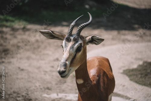 Photography Antelope in africa