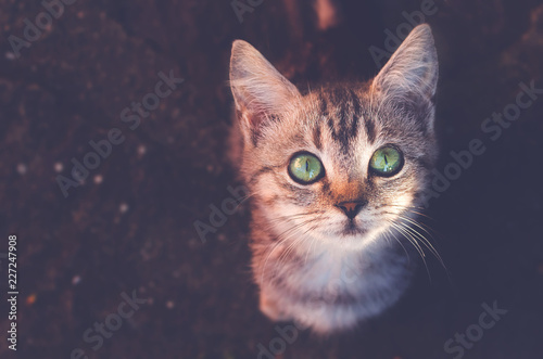 Cat top view. Cat with reen eyes. © darkness12