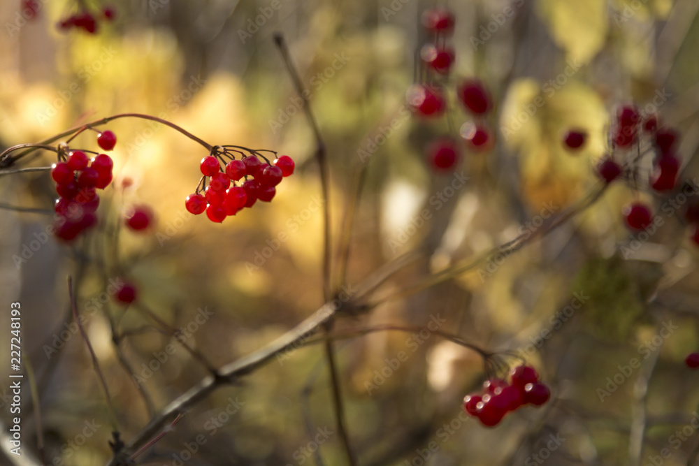 Bunch of ripe viburnum with blurred background Bunch of ripe viburnum with blurred background