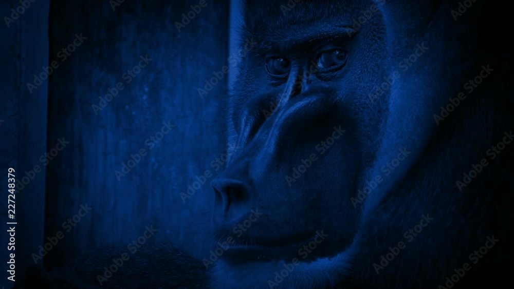 Monkey In Enclosure Looking Sad At Night Monkey In Enclosure Looking Sad At Night