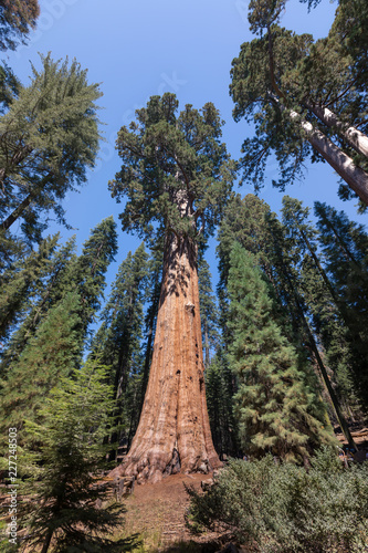 The General Sherman Tree im Giant Forest - Sequoia National Park © Foto-Jagla.de