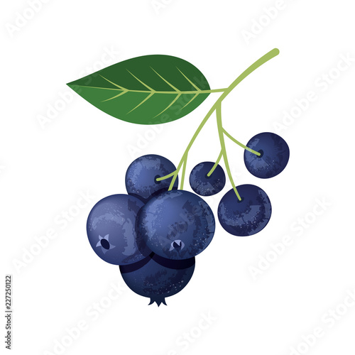 Sprig of blueberries on a white background.