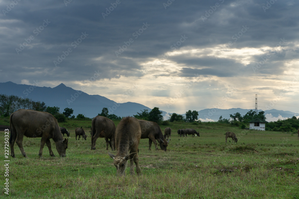 Buffalo in Open farm