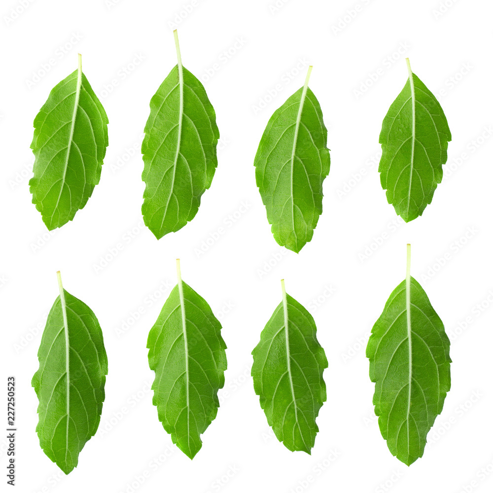 Asian Thai basil fragrant green herb isolated on white background Asian Thai basil fragrant green herb isolated on white background