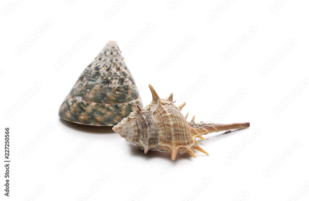 Decorative sea shells, clams isolated on white background Decorative sea shells, clams isolated on white background