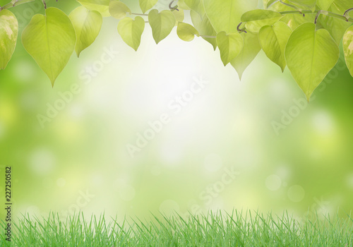 Spring or summer abstract green nature