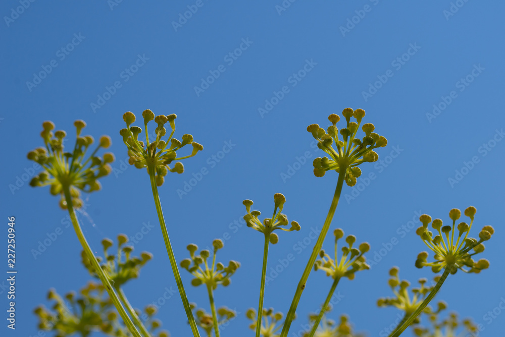 Close up of fennel flowers. on sky background