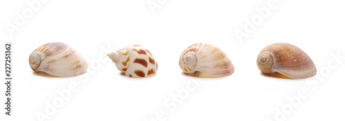 Decorative sea shells, clams isolated on white background