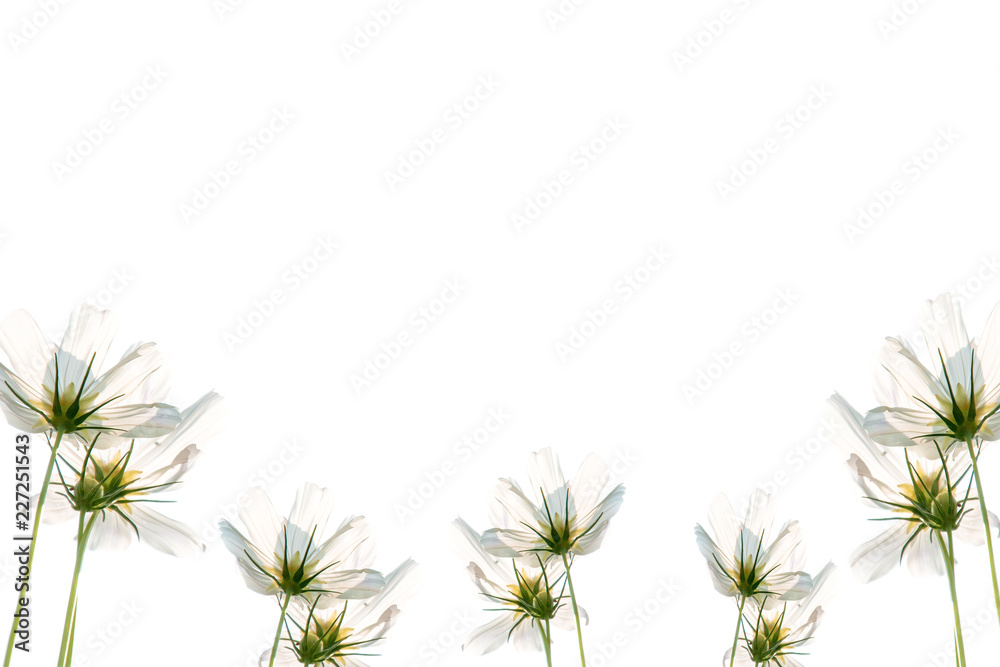 Beautiful blooming white cosmos flowers on white background