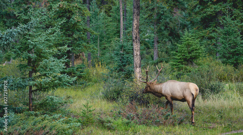 Fototapeta Naklejka Na Ścianę i Meble -  Elk with big antler eating grass along a road in Canada