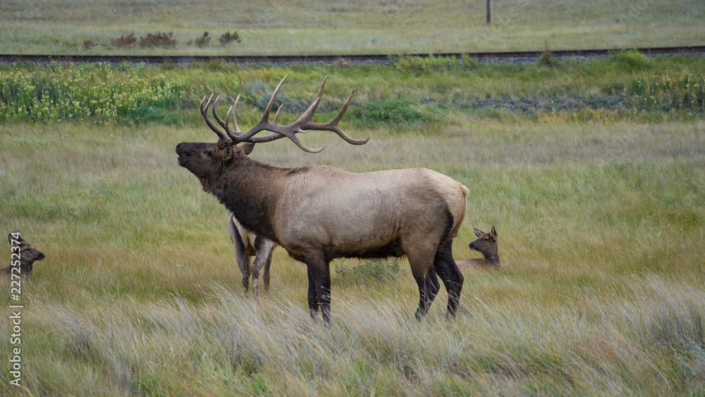 Fototapeta premium Elk sleeping on a field