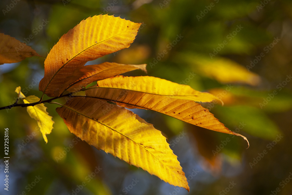 Blatt einer Edelkastanie, Herbst Blatt einer Edelkastanie, Herbst