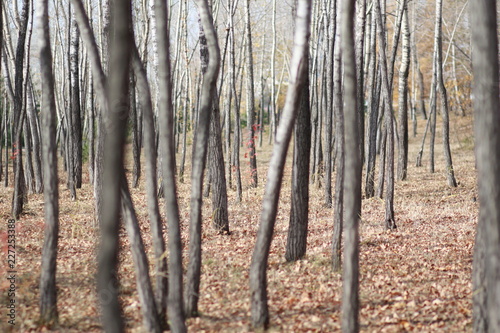 Fototapeta Naklejka Na Ścianę i Meble -  trees in forest