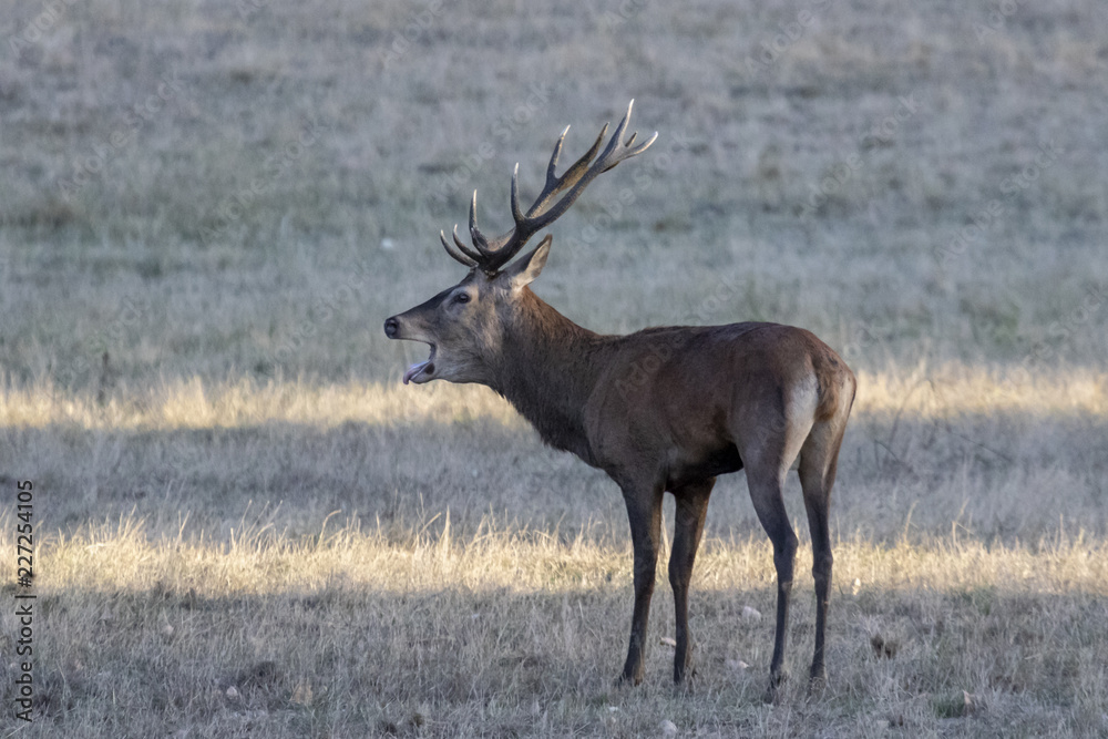 Brâme du cerf Brâme du cerf