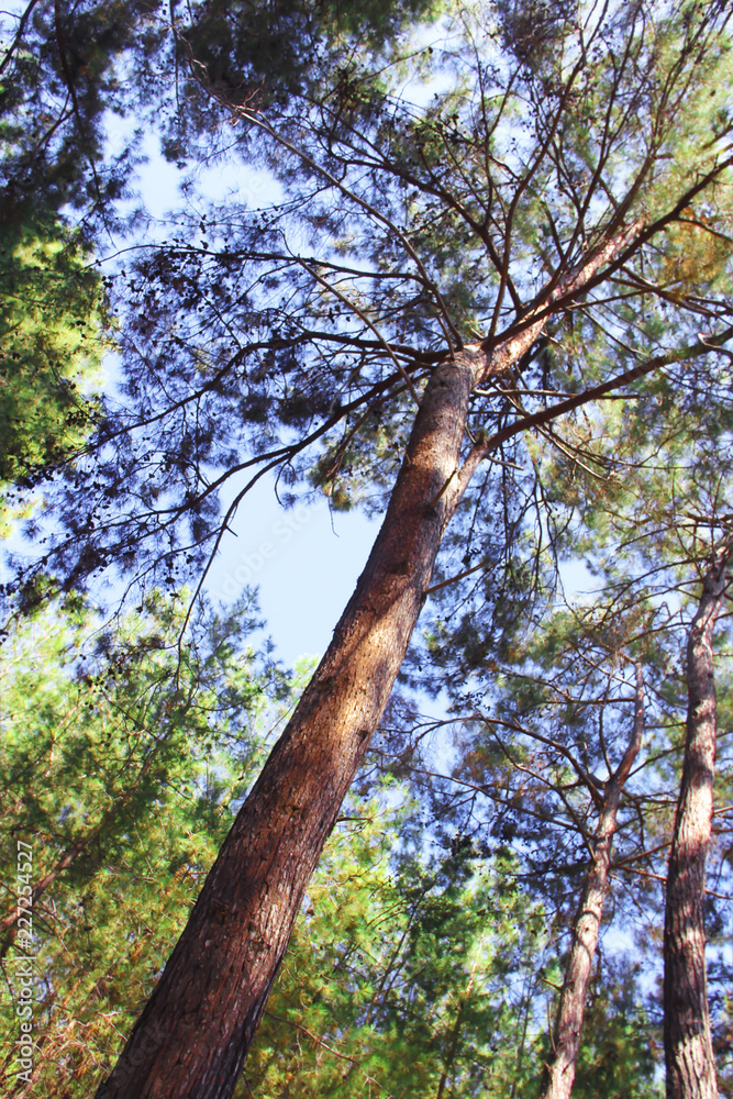 Obraz premium autumn trees with green leaves in the blue sky