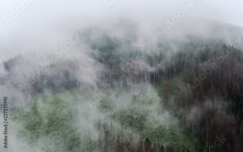 The forests of the tatra mountains are in the fog © Andy Hoech