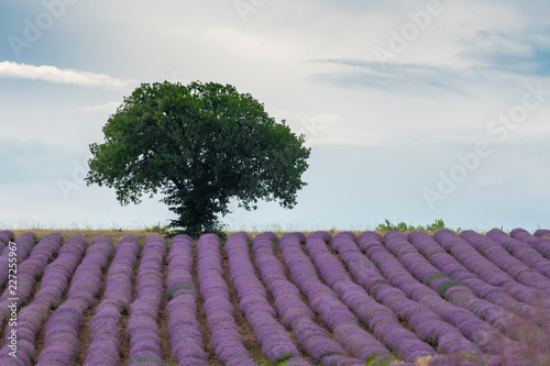 Lavender flowers blooming in a field during summer