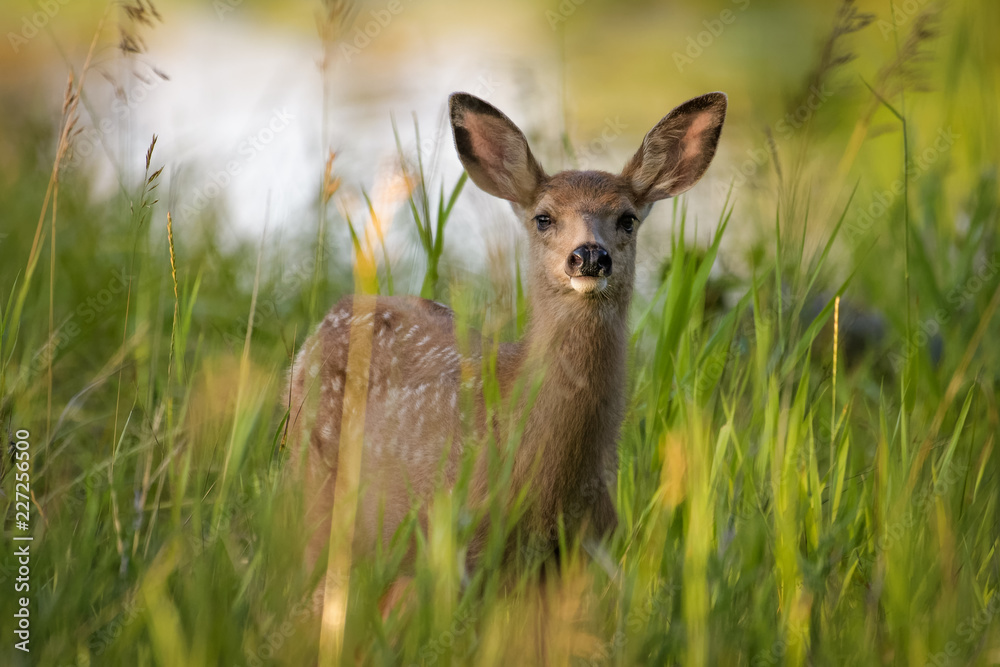 Mule deer fawn standing in high grass in Calgary Mule deer fawn standing in high grass in Calgary