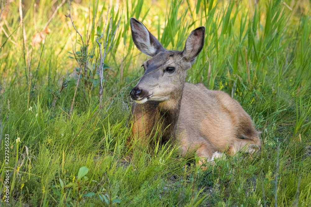 Fototapeta premium Female mule deer in high grass in Calgary