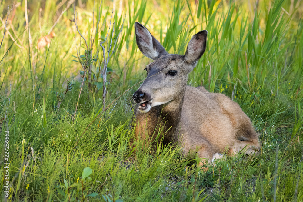 Female mule deer in high grass in Calgary