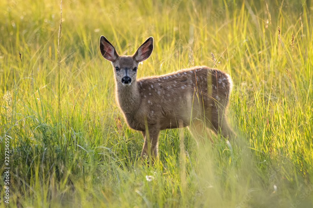 Mule deer fawn standing in high grass in Calgary Mule deer fawn standing in high grass in Calgary