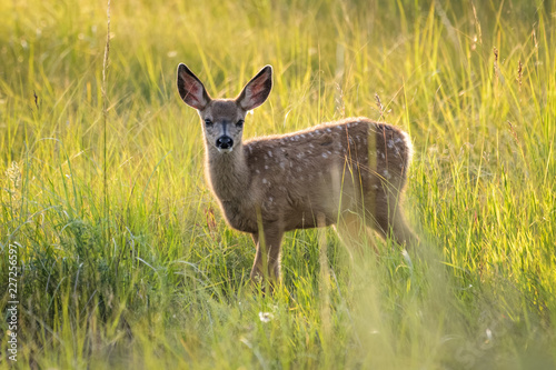 Mule deer fawn standing in high grass in Calgary