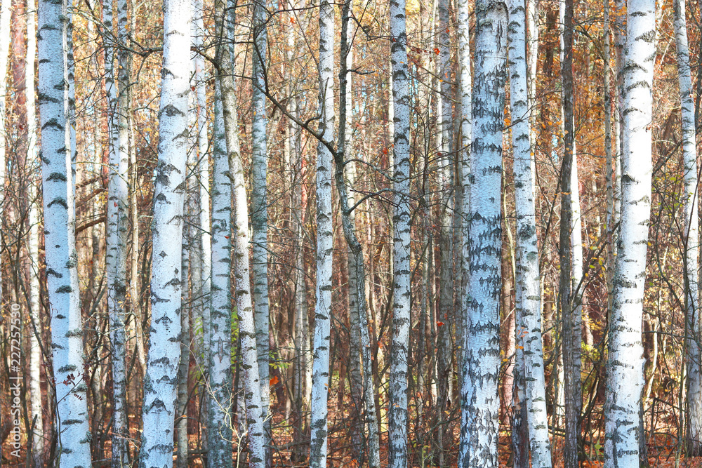 Fototapeta premium beautiful scene with birches in yellow autumn birch forest in october among other birches in birch grove