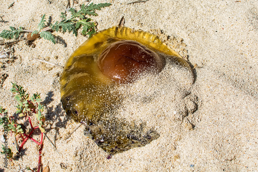 Naklejka premium Jellyfishes on the sandy beach under the sun