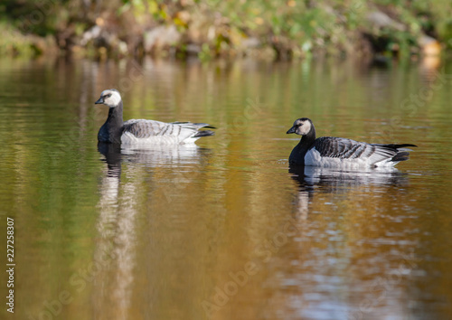 Two white-breasted brant geese in a pond
