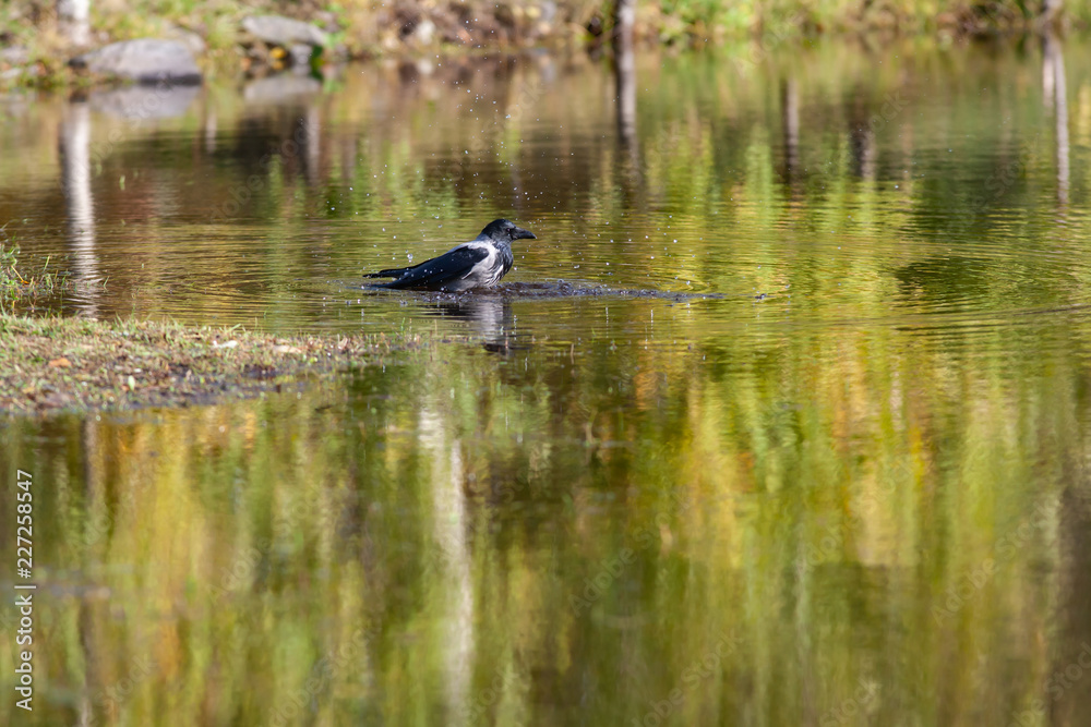 Big black crow washing in a pond Big black crow washing in a pond