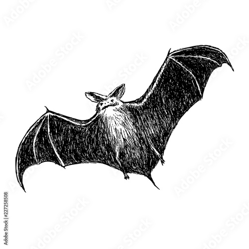 flying bat