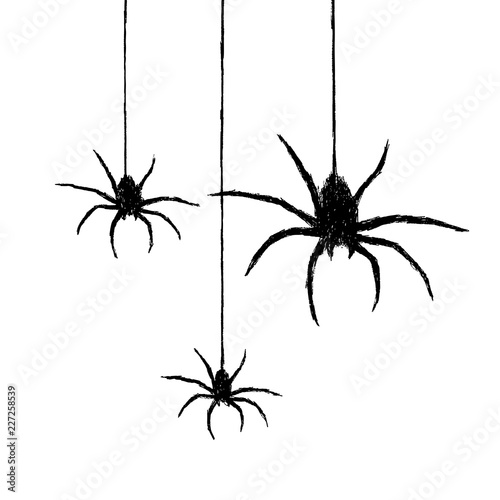 spiders