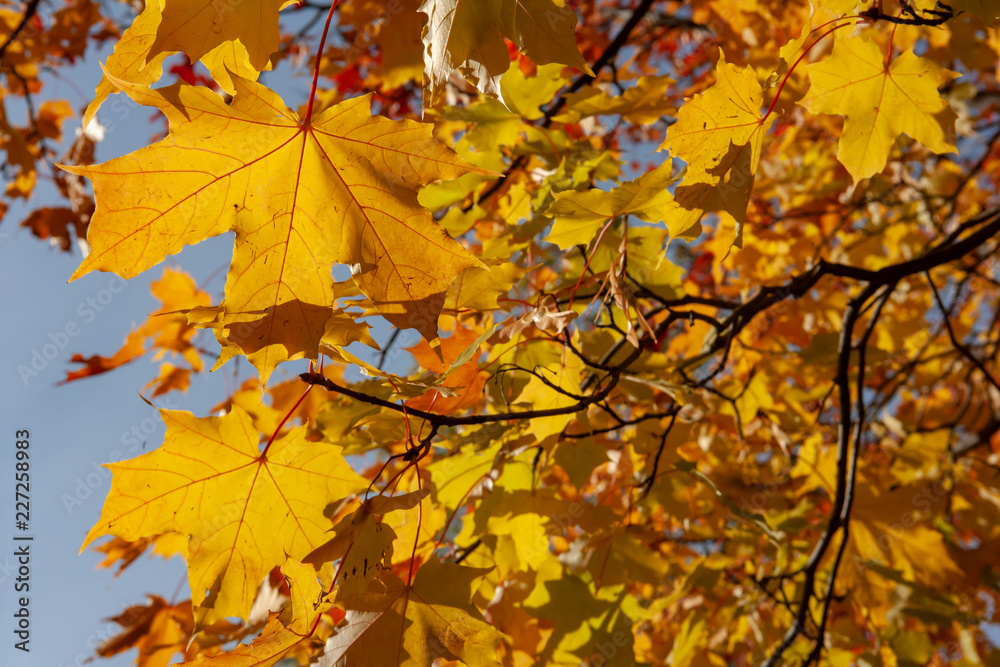 Bright yellow maple leaves in the fall on a sunny day Bright yellow maple leaves in the fall on a sunny day