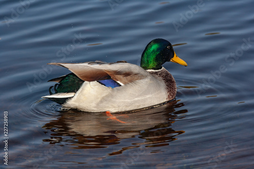 Male mallard duck swimming in a pond