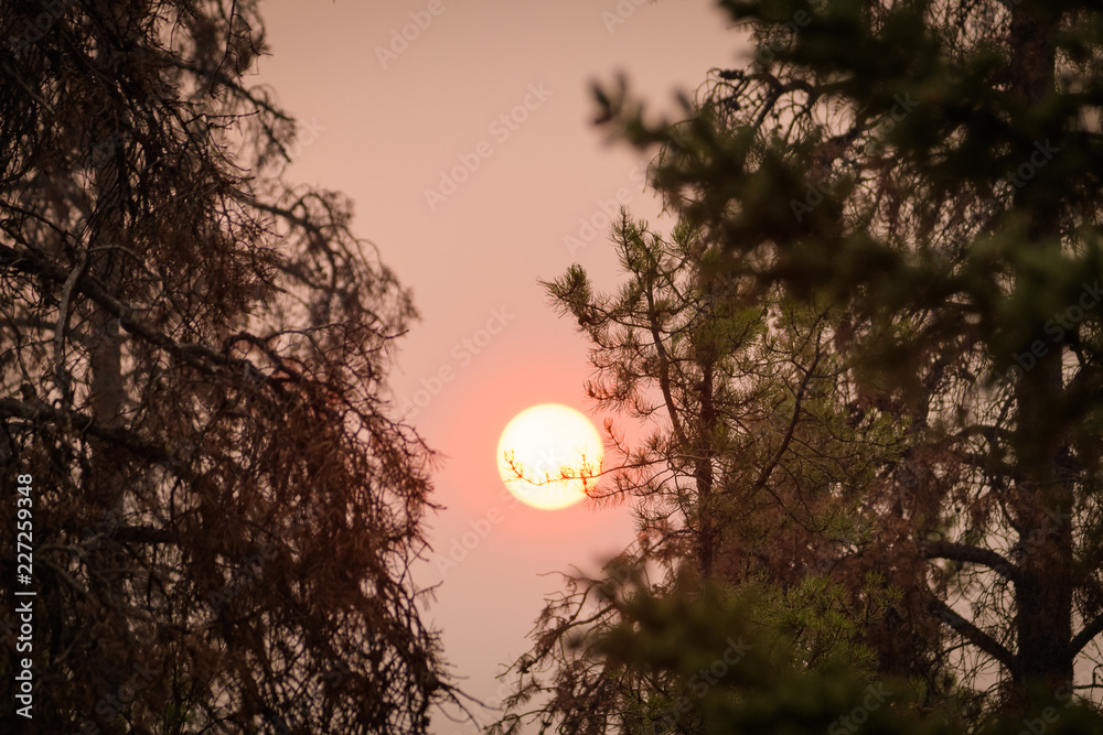 Sunset between pine trees during a forest fire in Jasper National Park Sunset between pine trees during a forest fire in Jasper National Park