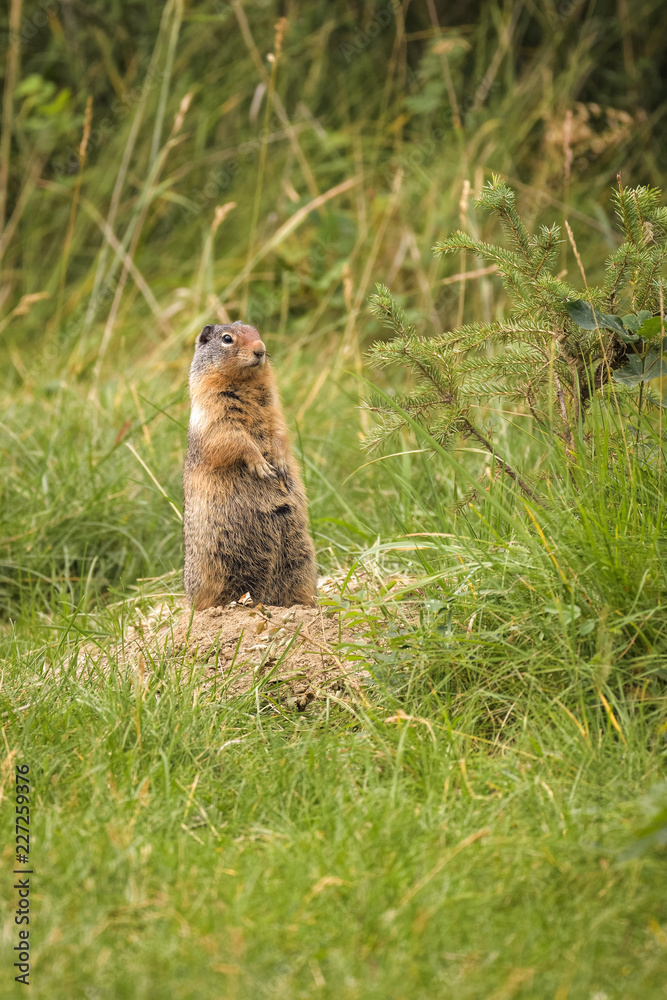 Columbia ground squirrel in front of its den in Jasper national park Columbia ground squirrel in front of its den in Jasper national park