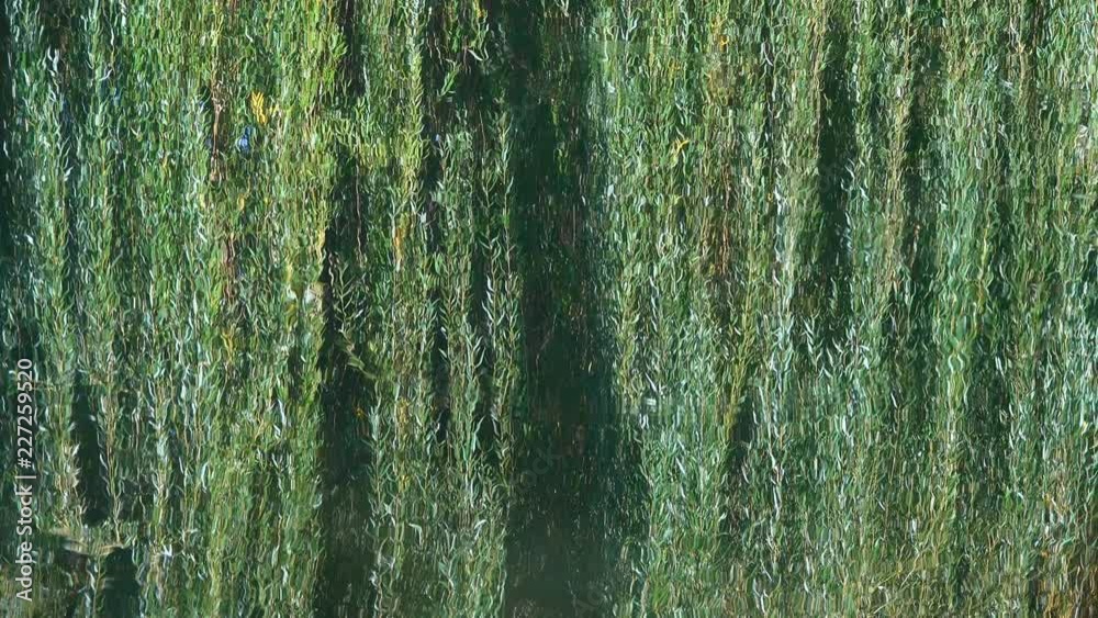 reflection of branches with foliage of willow on the surface of the water in the river. reflection of branches with foliage of willow on the surface of the water in the river.