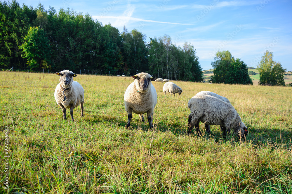 Fototapeta premium Schafe auf der Wiese Bauernhof