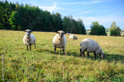 Schafe auf der Wiese Bauernhof