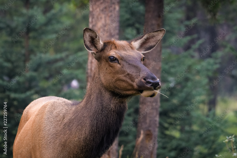 Closeup of a female elk eating in a forest in Jasper National Park