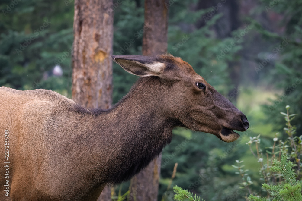 Closeup of a female elk eating in a forest in Jasper National Park